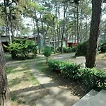 Allodola Lignano Sabbiadoro